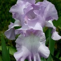 EPSN0008 Iris 01